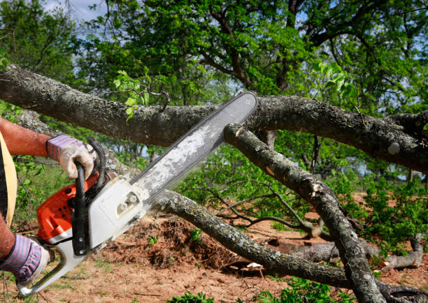 Best Tree Care Services  in USA